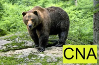 Logo der CNA